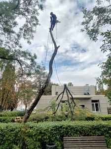  Спил дерева,  покос травы ,  расчистка участков вывоз мусора #1628871