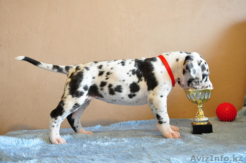 Мраморные щенки немецкого дога  Челябинск - <ro>Изображение</ro><ru>Изображение</ru> #6, <ru>Объявление</ru> #525439
