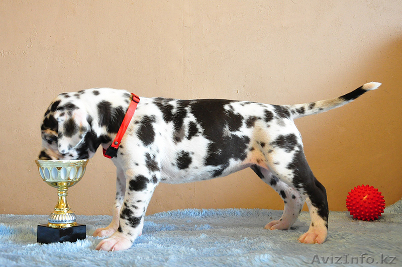 Мраморные щенки немецкого дога  Челябинск - <ro>Изображение</ro><ru>Изображение</ru> #7, <ru>Объявление</ru> #525439