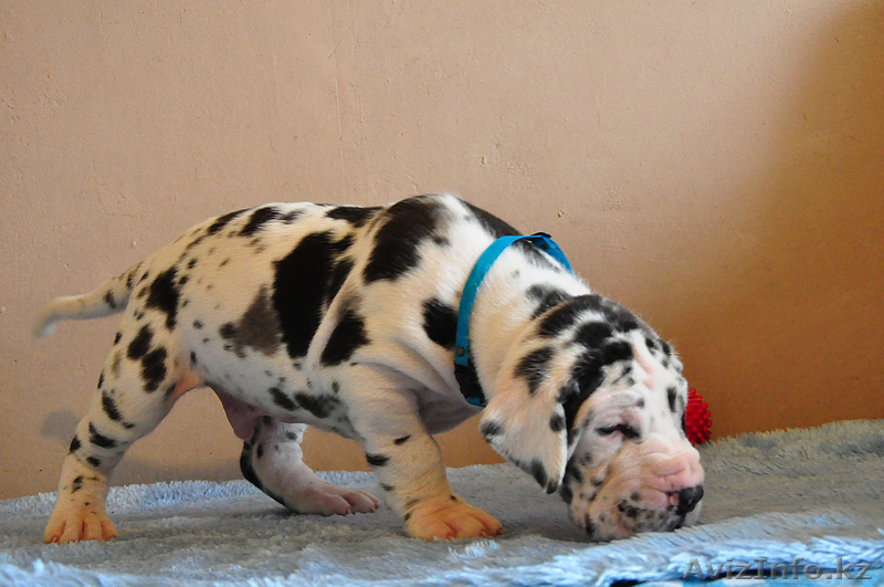 Мраморные щенки немецкого дога  Челябинск - <ro>Изображение</ro><ru>Изображение</ru> #3, <ru>Объявление</ru> #525439