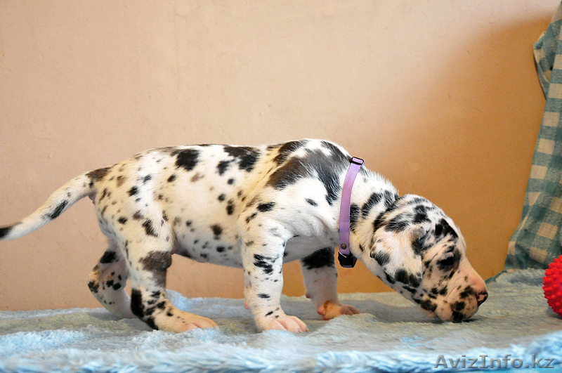 Мраморные щенки немецкого дога  Челябинск - <ro>Изображение</ro><ru>Изображение</ru> #8, <ru>Объявление</ru> #525439