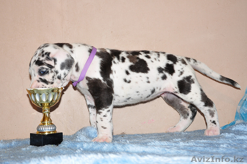 Мраморные щенки немецкого дога  Челябинск - <ro>Изображение</ro><ru>Изображение</ru> #9, <ru>Объявление</ru> #525439