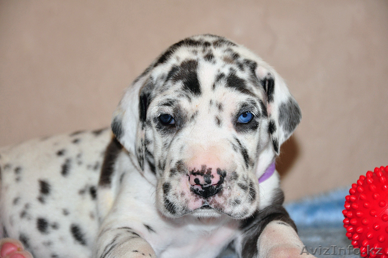 Мраморные щенки немецкого дога  Челябинск - <ro>Изображение</ro><ru>Изображение</ru> #10, <ru>Объявление</ru> #525439