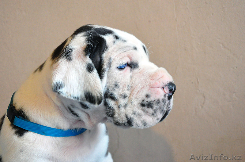 Мраморные щенки немецкого дога  Челябинск - <ro>Изображение</ro><ru>Изображение</ru> #4, <ru>Объявление</ru> #525439