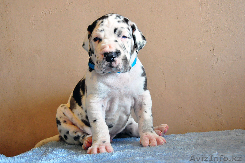 Мраморные щенки немецкого дога  Челябинск - <ro>Изображение</ro><ru>Изображение</ru> #5, <ru>Объявление</ru> #525439