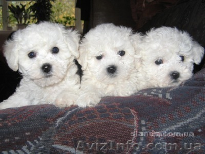 БИШОН ФРИЗЕ щенки - <ro>Изображение</ro><ru>Изображение</ru> #3, <ru>Объявление</ru> #6154