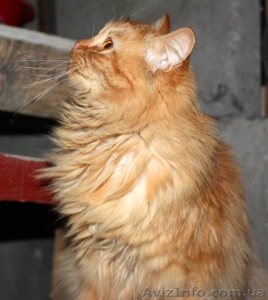 отдам в хорошие руки  Одесса - <ro>Изображение</ro><ru>Изображение</ru> #3, <ru>Объявление</ru> #5330