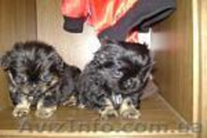 Продам пекинесика (девочка) - <ro>Изображение</ro><ru>Изображение</ru> #3, <ru>Объявление</ru> #8042