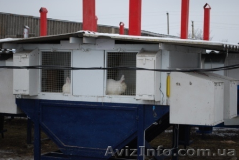 Продаем кролей мясного направления для разведения - <ro>Изображение</ro><ru>Изображение</ru> #3, <ru>Объявление</ru> #6554