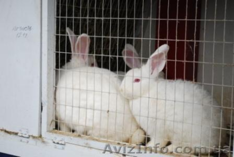 Продаем кролей мясного направления для разведения - <ro>Изображение</ro><ru>Изображение</ru> #1, <ru>Объявление</ru> #6554