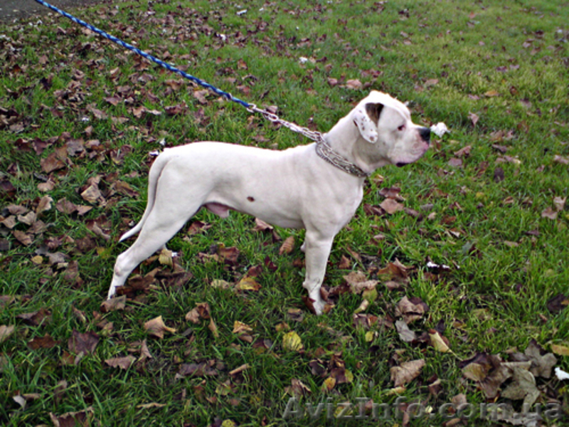 Продам Американского бульдога - <ro>Изображение</ro><ru>Изображение</ru> #3, <ru>Объявление</ru> #8601