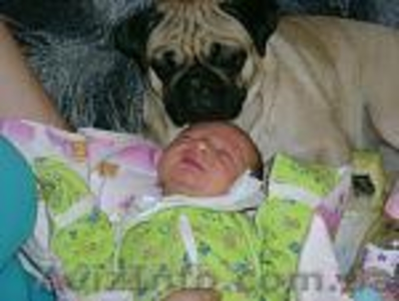 Продам Мопсиков - <ro>Изображение</ro><ru>Изображение</ru> #3, <ru>Объявление</ru> #13606