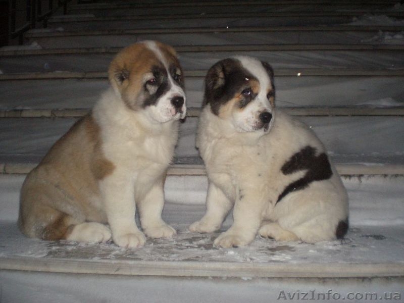 Щенки среднеазиатской овчарки (алабай)  - <ro>Изображение</ro><ru>Изображение</ru> #3, <ru>Объявление</ru> #13188