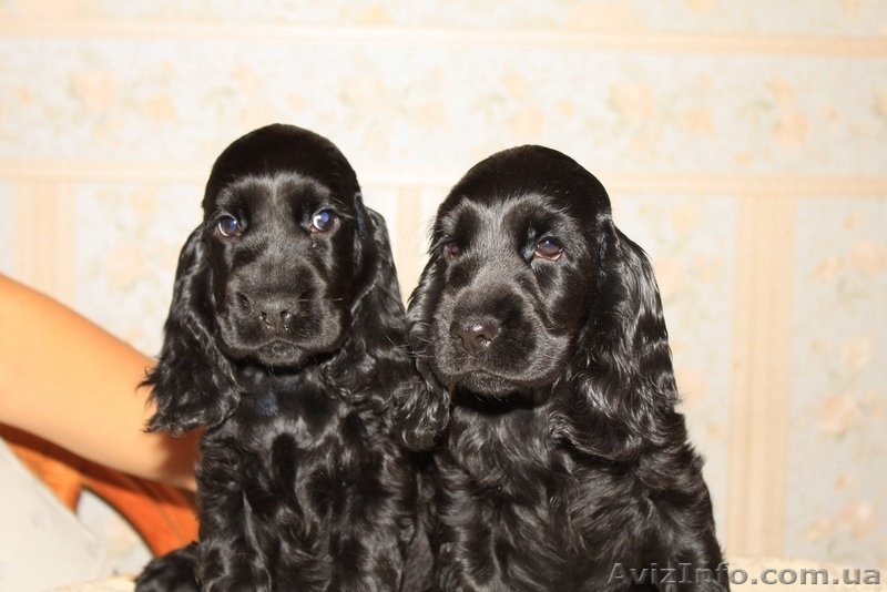 Английский кокер спаниель. Щенки от питомника Style of Mary. - <ro>Изображение</ro><ru>Изображение</ru> #3, <ru>Объявление</ru> #21587