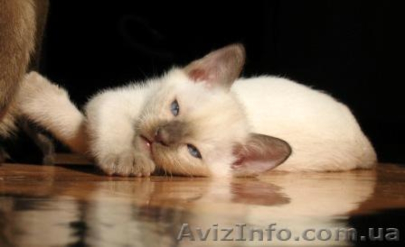 котята ТОНКИНСКОЙ породы - <ro>Изображение</ro><ru>Изображение</ru> #3, <ru>Объявление</ru> #22329