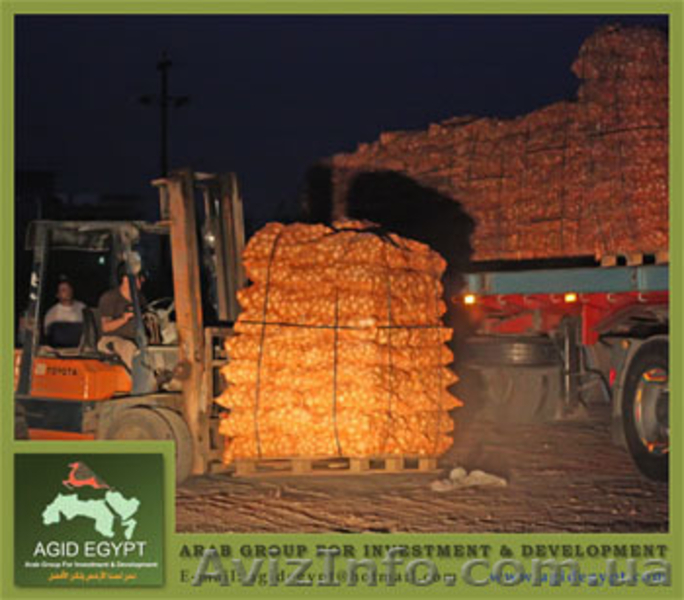 Лук репчатый из Египта - <ro>Изображение</ro><ru>Изображение</ru> #3, <ru>Объявление</ru> #26338