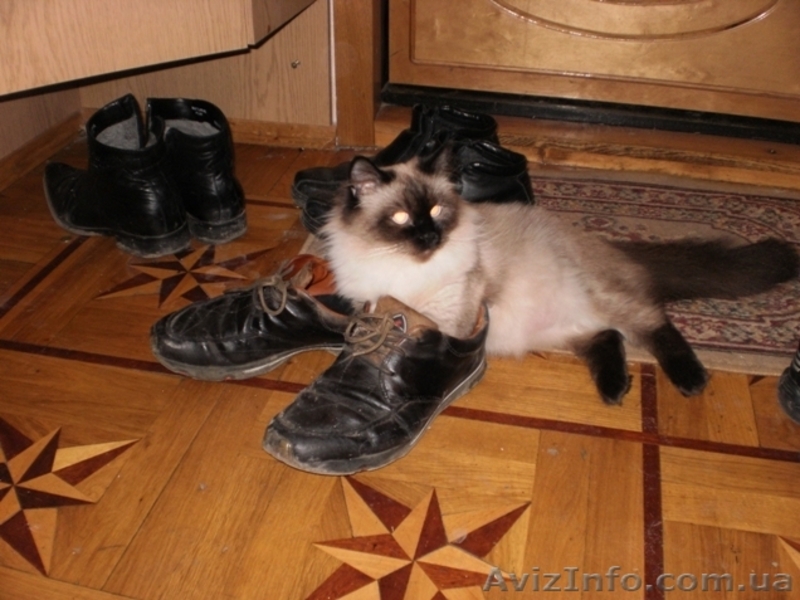 котята Бирманской породы - <ro>Изображение</ro><ru>Изображение</ru> #3, <ru>Объявление</ru> #19021