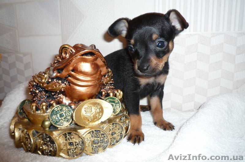 Той-терьер. Щенки. Лучшие от лучших! - <ro>Изображение</ro><ru>Изображение</ru> #3, <ru>Объявление</ru> #28559
