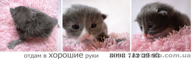 Подарю пушистых ангорских котят. - <ro>Изображение</ro><ru>Изображение</ru> #2, <ru>Объявление</ru> #27791