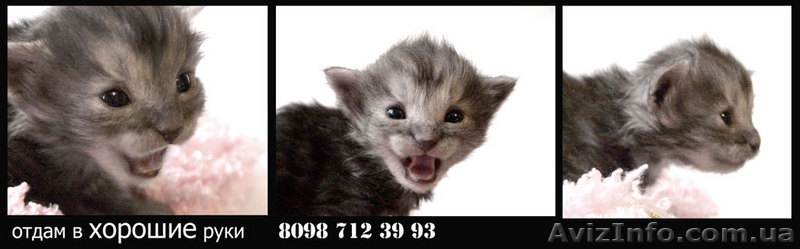 Подарю пушистых ангорских котят. - <ro>Изображение</ro><ru>Изображение</ru> #3, <ru>Объявление</ru> #27791