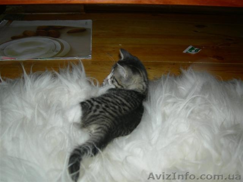 Подарю котят, антикризисных. - <ro>Изображение</ro><ru>Изображение</ru> #3, <ru>Объявление</ru> #34678