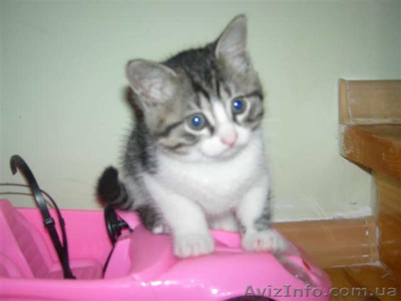 Подарю котят, антикризисных. - <ro>Изображение</ro><ru>Изображение</ru> #4, <ru>Объявление</ru> #34678