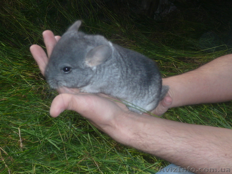 Шиншилла продам - <ro>Изображение</ro><ru>Изображение</ru> #4, <ru>Объявление</ru> #33689