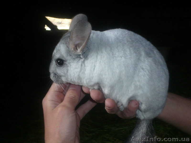 Шиншилла продам - <ro>Изображение</ro><ru>Изображение</ru> #5, <ru>Объявление</ru> #33689