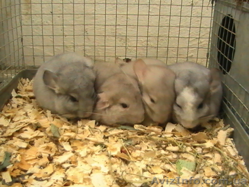 Шиншилла продам - <ro>Изображение</ro><ru>Изображение</ru> #3, <ru>Объявление</ru> #33689