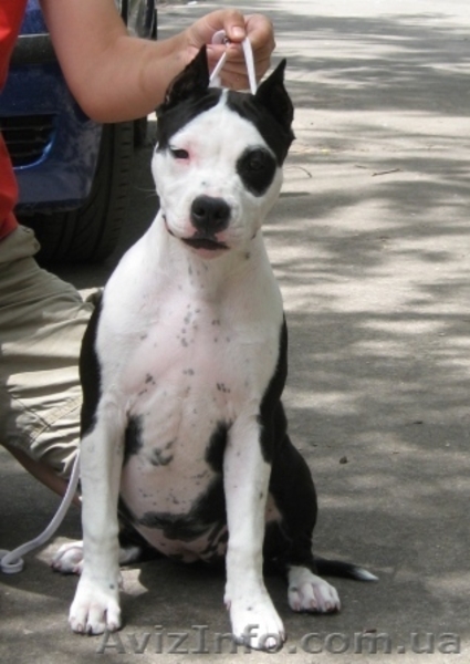 Перспективный щенок девочка Амер Стафф Терьера - <ro>Изображение</ro><ru>Изображение</ru> #4, <ru>Объявление</ru> #47017