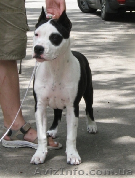 Перспективный щенок девочка Амер Стафф Терьера - <ro>Изображение</ro><ru>Изображение</ru> #5, <ru>Объявление</ru> #47017