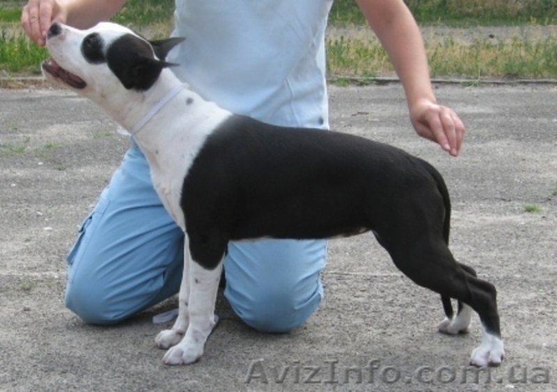 Перспективный щенок девочка Амер Стафф Терьера - <ro>Изображение</ro><ru>Изображение</ru> #3, <ru>Объявление</ru> #47017