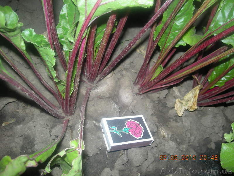 Лук, свекла 2010 - <ro>Изображение</ro><ru>Изображение</ru> #4, <ru>Объявление</ru> #45948