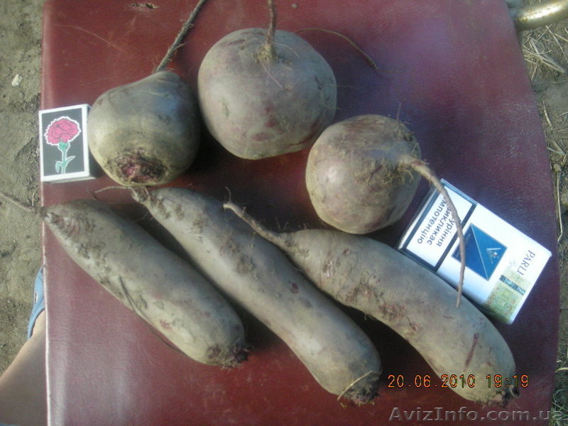 Лук, свекла 2010 - <ro>Изображение</ro><ru>Изображение</ru> #3, <ru>Объявление</ru> #45948