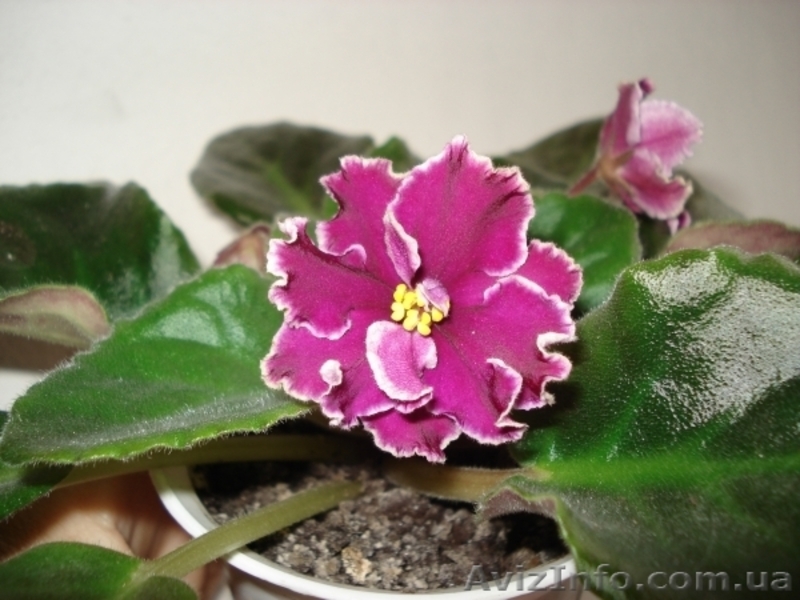 Сортовые фиалки - <ro>Изображение</ro><ru>Изображение</ru> #3, <ru>Объявление</ru> #55147