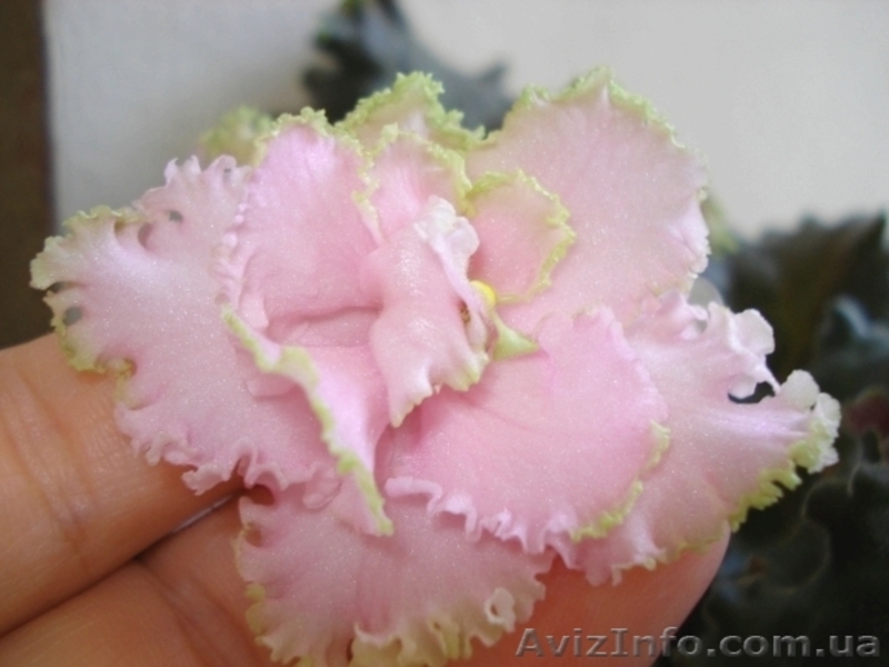 Сортовые фиалки - <ro>Изображение</ro><ru>Изображение</ru> #4, <ru>Объявление</ru> #55147