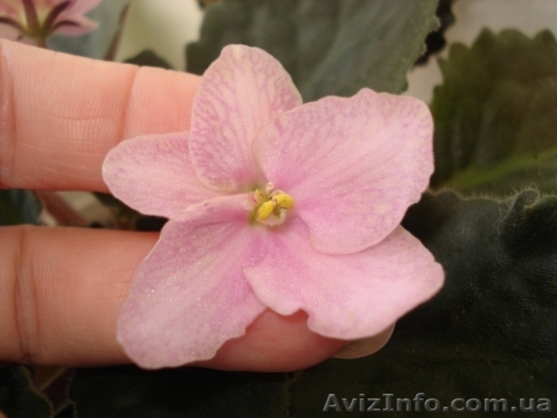 Сортовые фиалки - <ro>Изображение</ro><ru>Изображение</ru> #5, <ru>Объявление</ru> #55147