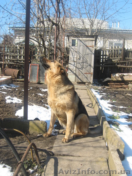 Щенки немецкой овчарки,дети чемпиона - <ro>Изображение</ro><ru>Изображение</ru> #3, <ru>Объявление</ru> #48567