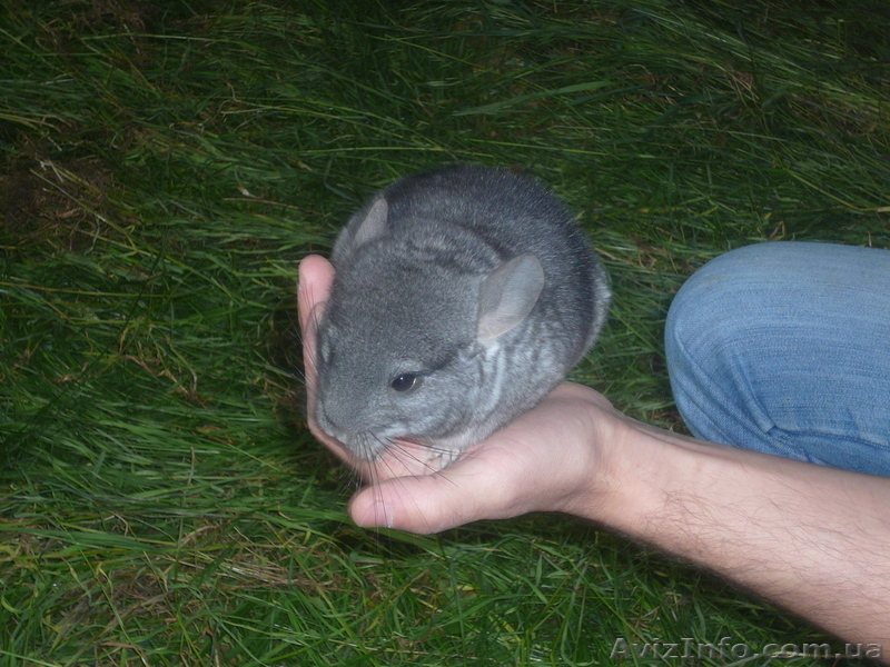 Шиншилла ручная - <ro>Изображение</ro><ru>Изображение</ru> #3, <ru>Объявление</ru> #49453