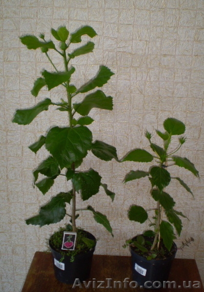  продам  комнатные розы  - <ro>Изображение</ro><ru>Изображение</ru> #3, <ru>Объявление</ru> #47989