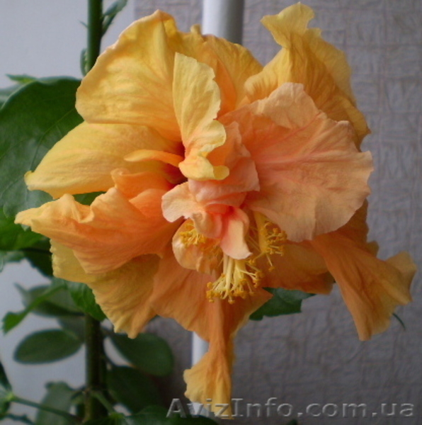  продам  комнатные розы  - <ro>Изображение</ro><ru>Изображение</ru> #4, <ru>Объявление</ru> #47989