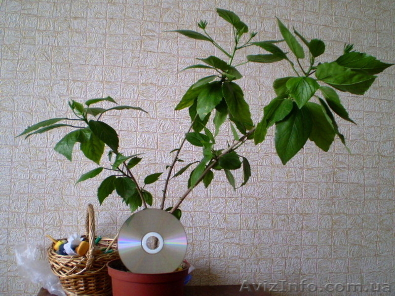  продам  комнатные розы  - <ro>Изображение</ro><ru>Изображение</ru> #5, <ru>Объявление</ru> #47989