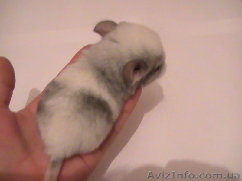 Продам шиншиллу - <ro>Изображение</ro><ru>Изображение</ru> #3, <ru>Объявление</ru> #49451