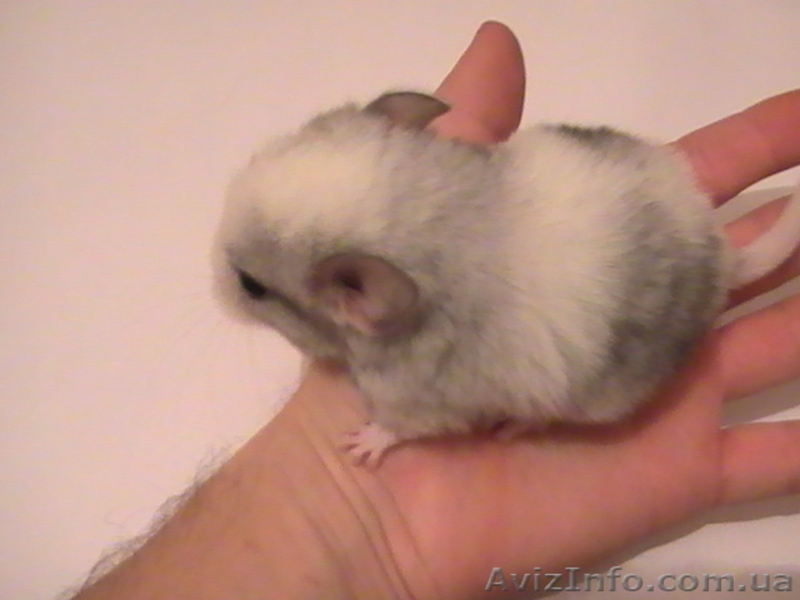 Продам шиншиллу - <ro>Изображение</ro><ru>Изображение</ru> #4, <ru>Объявление</ru> #49451