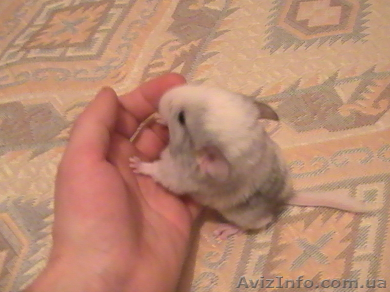 Продам шиншиллу - <ro>Изображение</ro><ru>Изображение</ru> #5, <ru>Объявление</ru> #49451