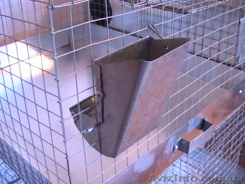 Шиншиллы и клетки - <ro>Изображение</ro><ru>Изображение</ru> #3, <ru>Объявление</ru> #49449