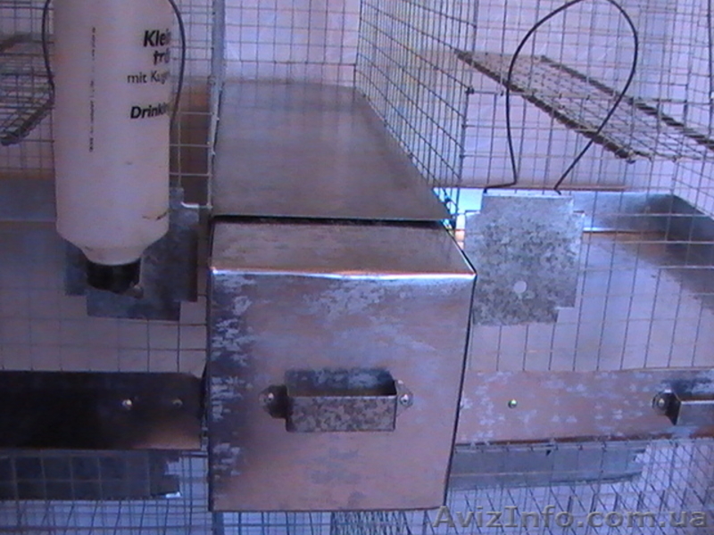 Шиншиллы и клетки - <ro>Изображение</ro><ru>Изображение</ru> #4, <ru>Объявление</ru> #49449