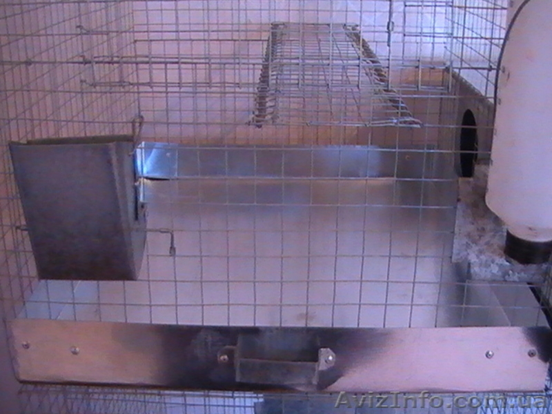 Шиншиллы и клетки - <ro>Изображение</ro><ru>Изображение</ru> #5, <ru>Объявление</ru> #49449