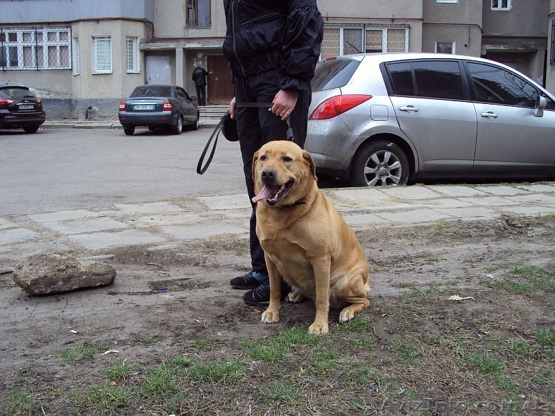 Лабрадор ретривер - <ro>Изображение</ro><ru>Изображение</ru> #3, <ru>Объявление</ru> #56064