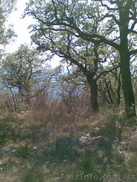 ПРОДАМ СРОЧНО и НЕДОРОГО земельный участок в Большой Ялте,Кастрополь - <ro>Изображение</ro><ru>Изображение</ru> #3, <ru>Объявление</ru> #70047